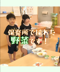 保育所で育てた野菜を収穫して食べよう！